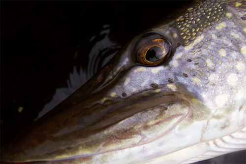 Pike Fishing Headshot