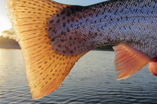 trout tail