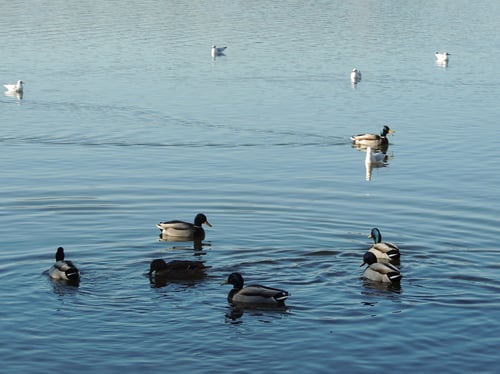Ducks swimming in a reservoir