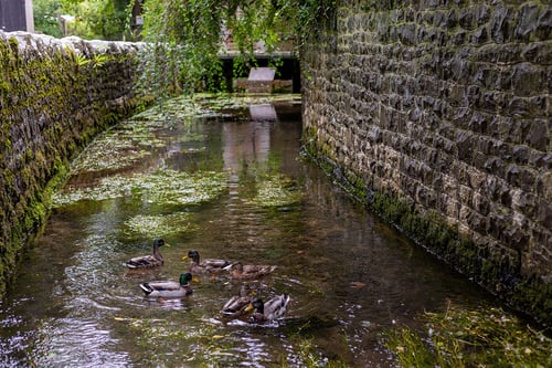 Ducks swimming in a stream