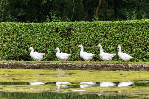 Ducks walking next to a body of water