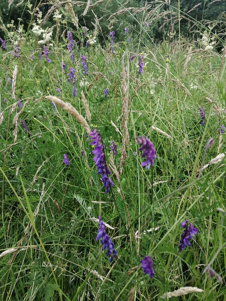 meadow 1