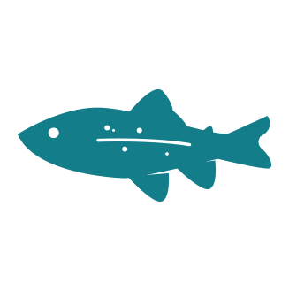 trout trout