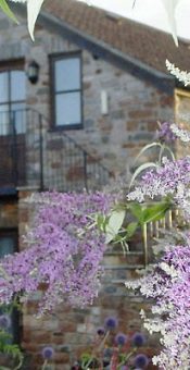 The-Tallet-with-buddlea-175x340 The-Tallet-with-buddlea-175x340